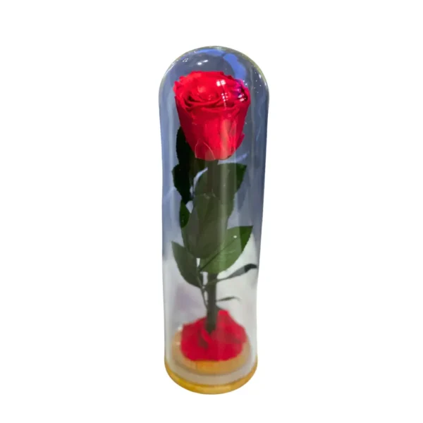 Rosa Infinita